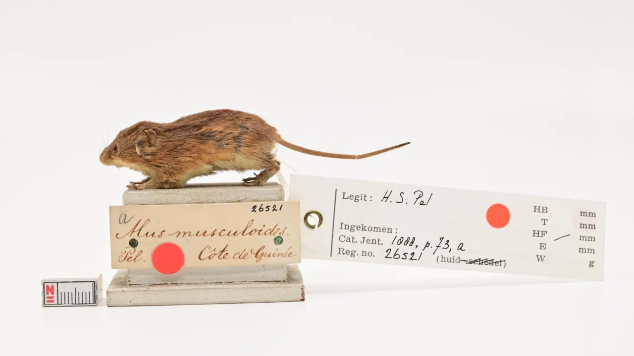 Mounted African pygmy mouse