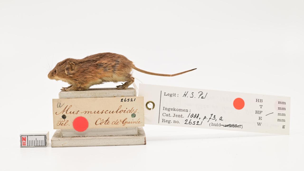 Opgezette Afrikaanse dwergmuis
