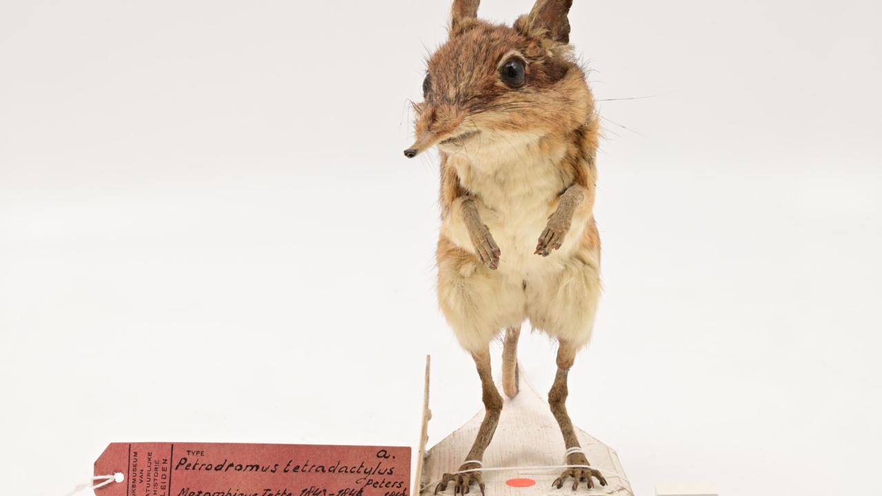 Opgezette viertenige olifantspitsmuis