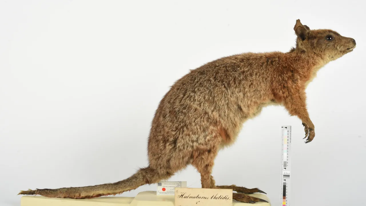 Mounted tammar wallaby