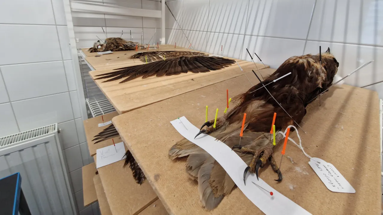 Gebalgde vogels