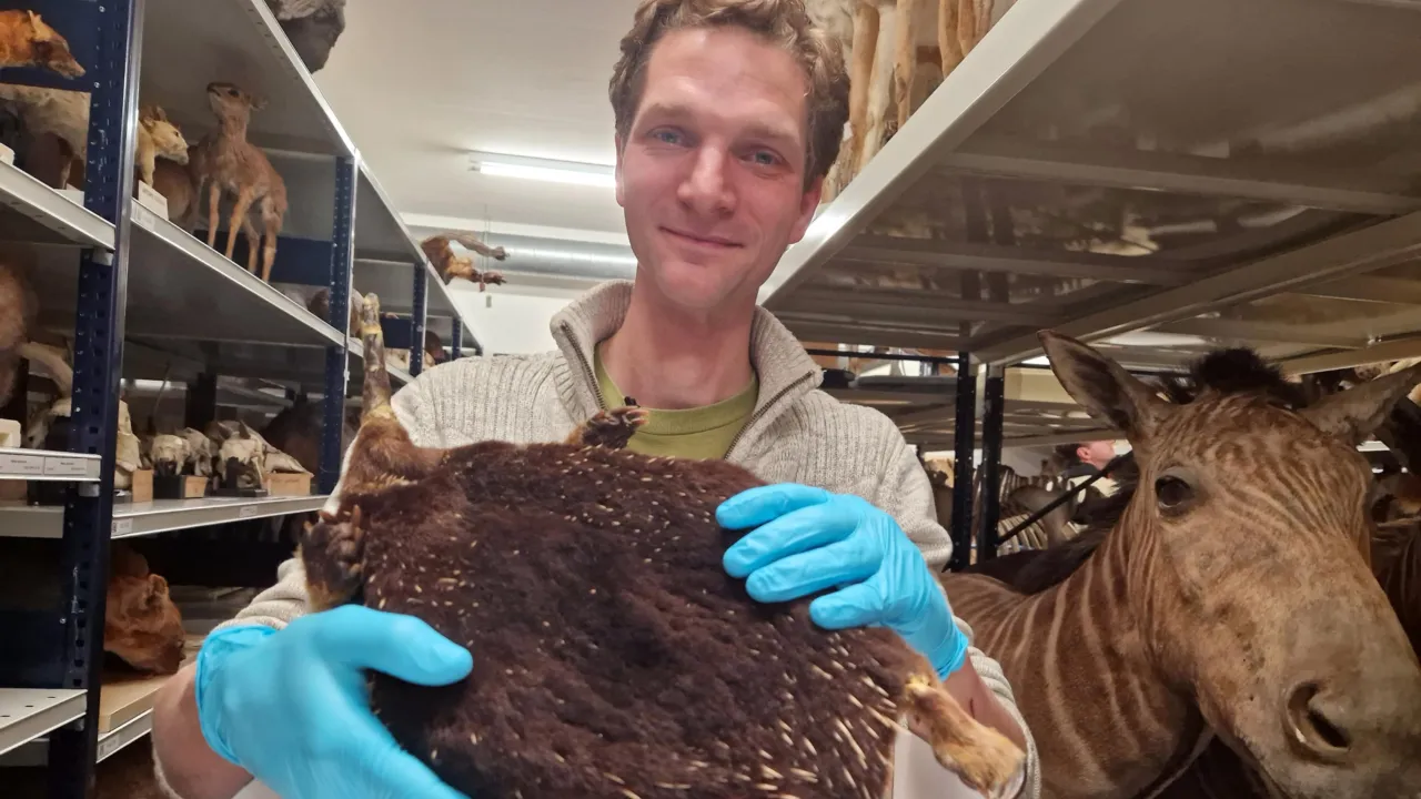 Collection manager Pepijn holding the skin of an echidna in his hands