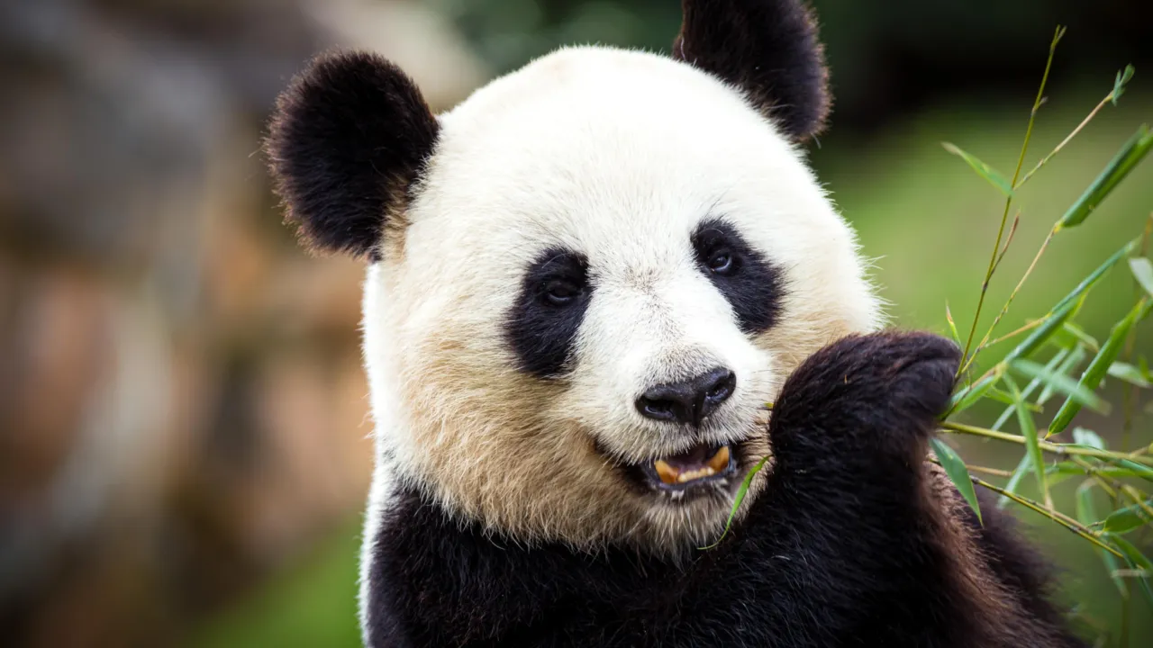 Reuzenpanda