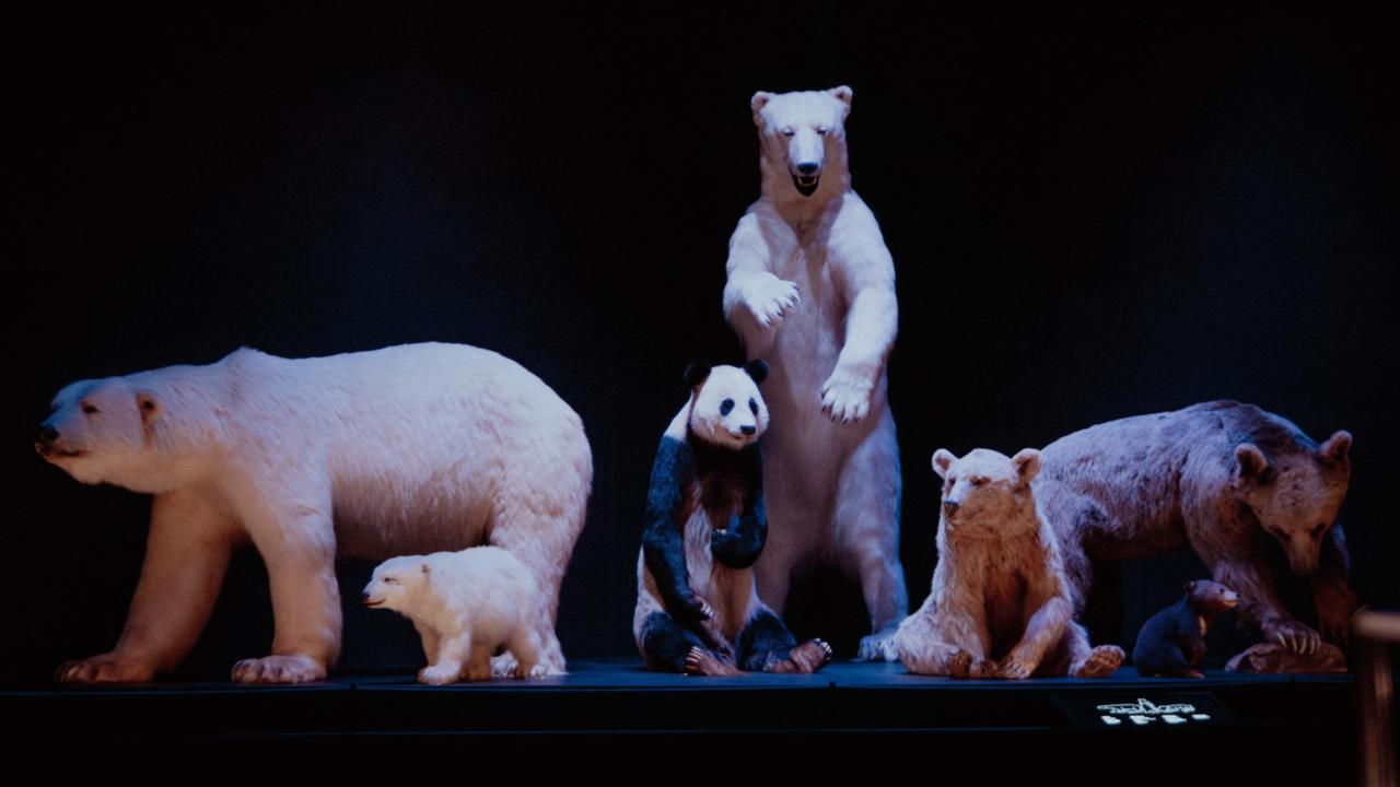 Panda tussen de andere beren in Leven