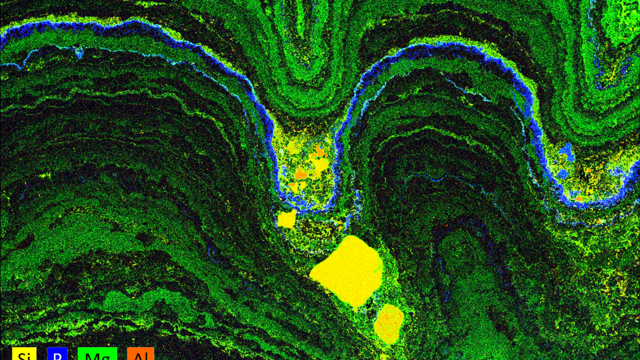 Stromatolite lamination, SEM-EDX image