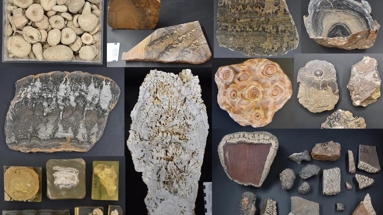 Stromatolite collection picture