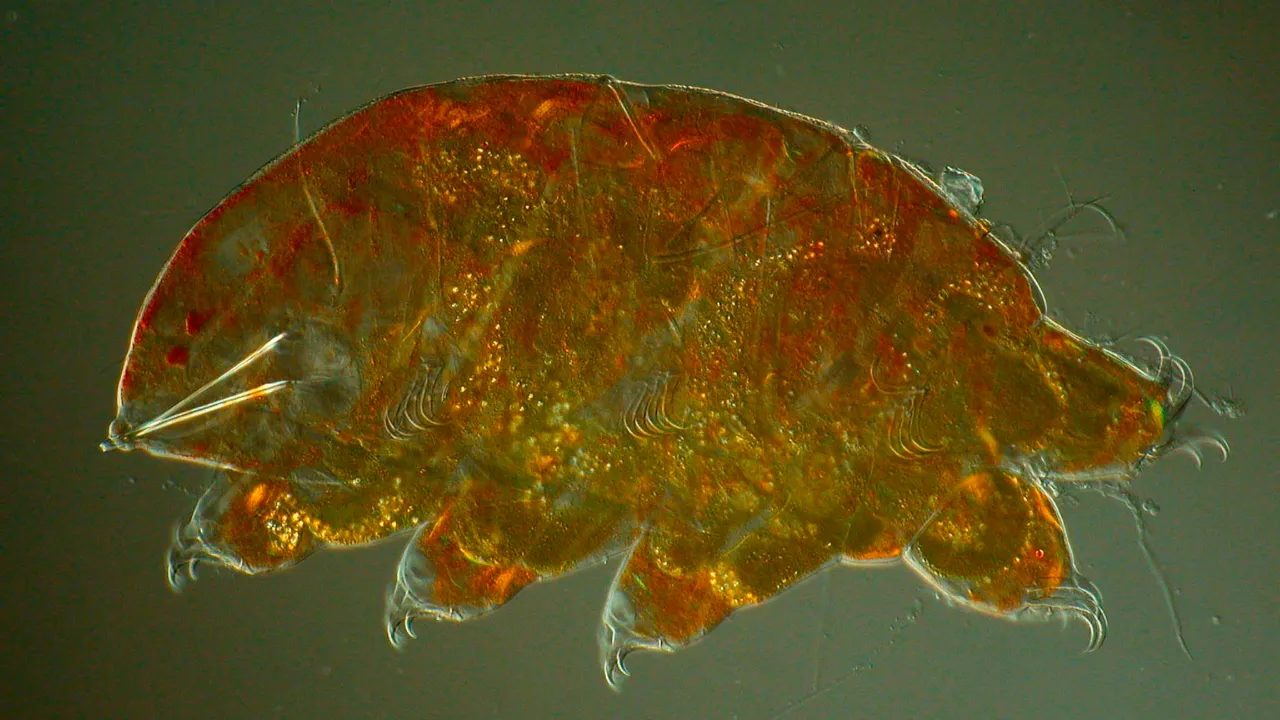 Microscopische foto beerdiertje