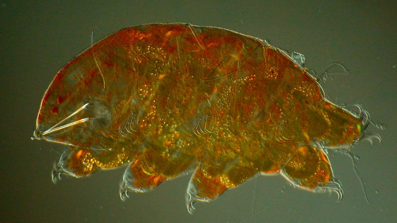 Microscopic picture tardigrade