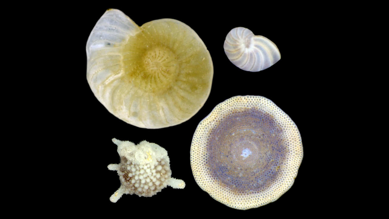 Foraminifera