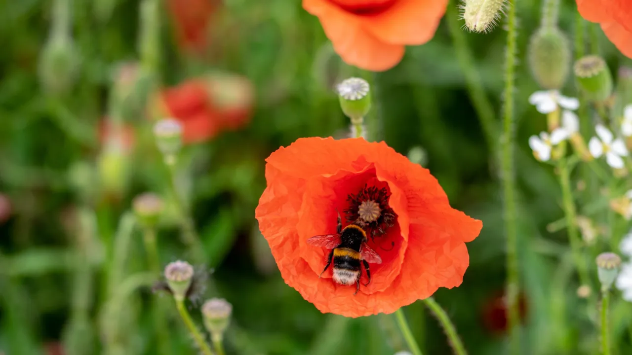 Hommel in klaproos