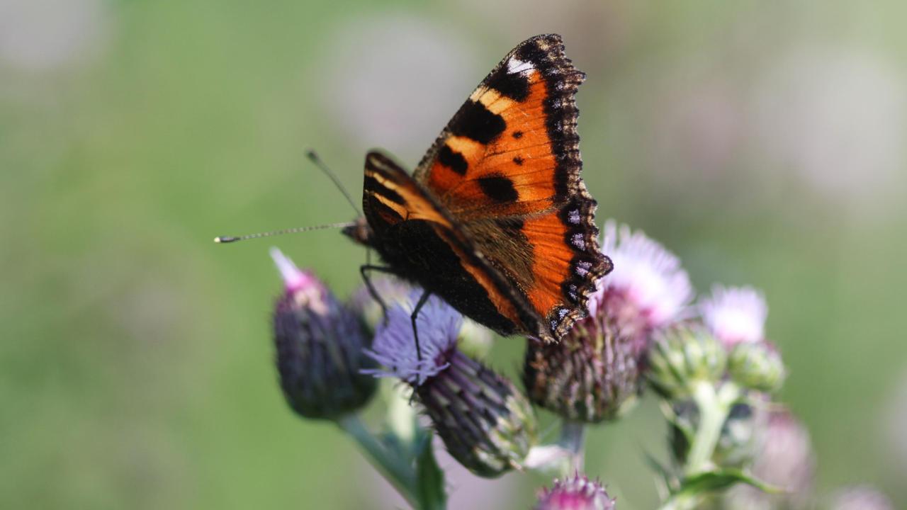 Dagpauwoog