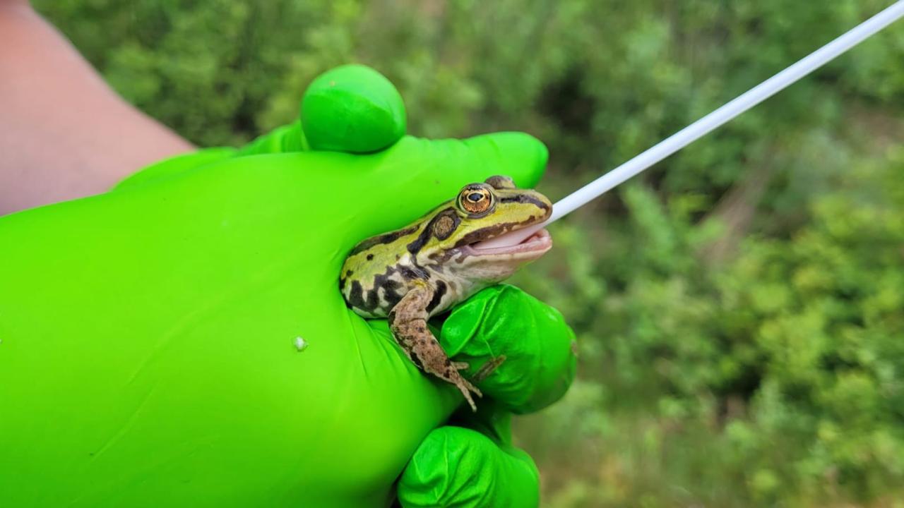 Collection of oral mucus from a green frog