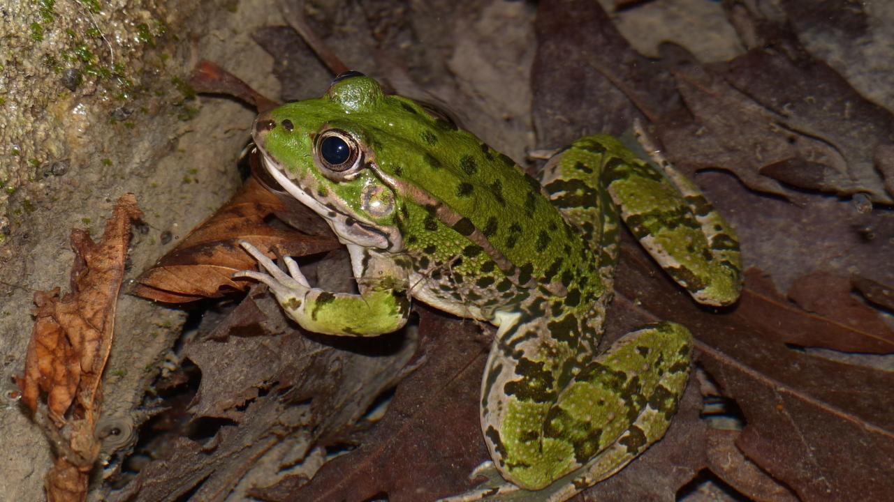 Marsh frog