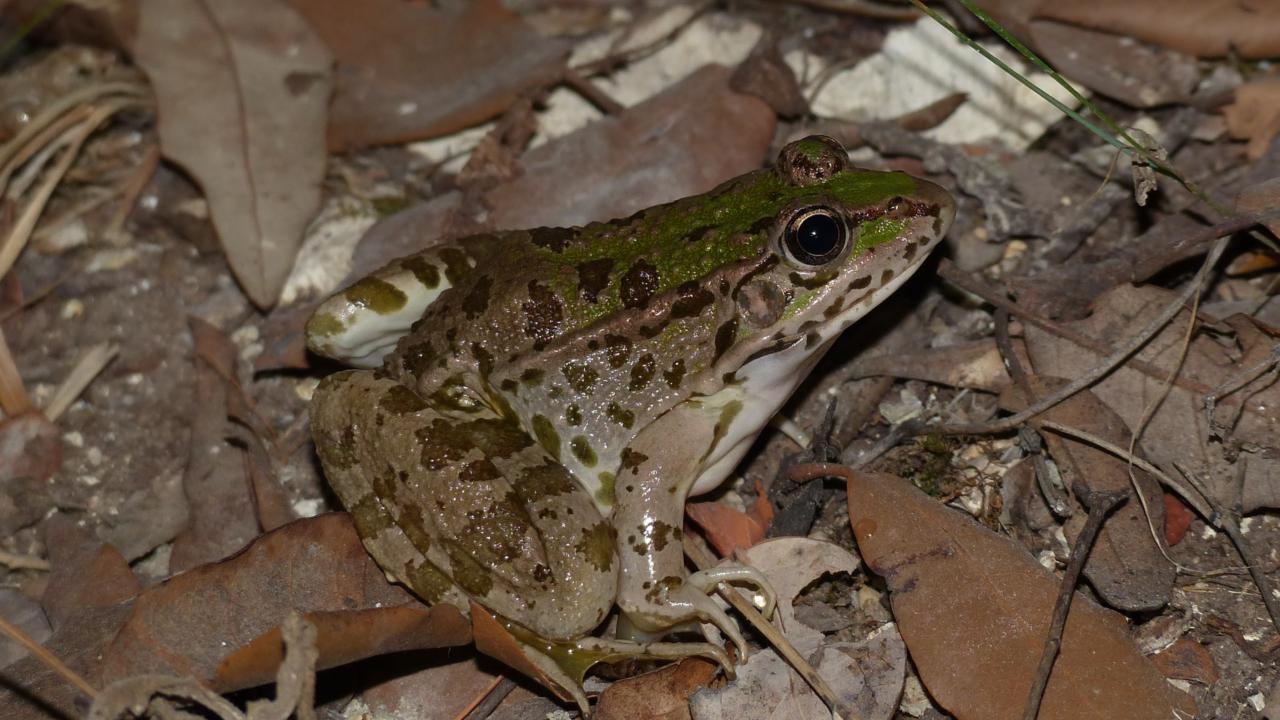 Marsh frog
