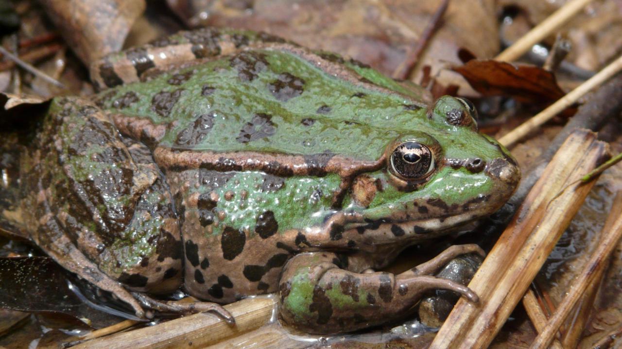 Marsh frog