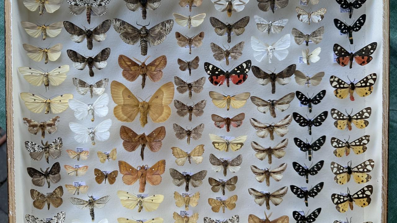 Vlindercollectie Rob de Vos