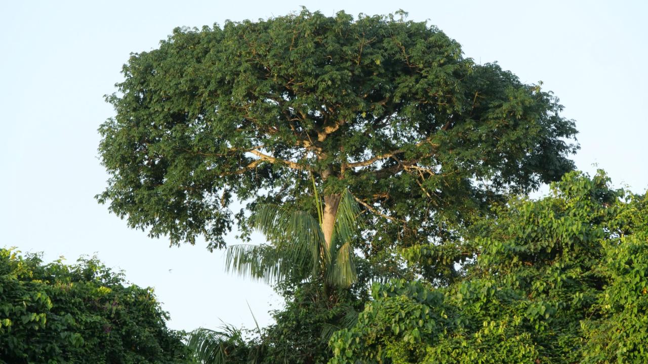 Kapokboom in Paramaribo - Bart de Dijn
