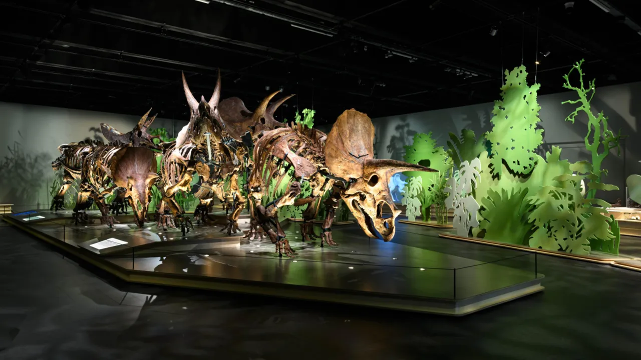 Photo of the Triceratops Herd.