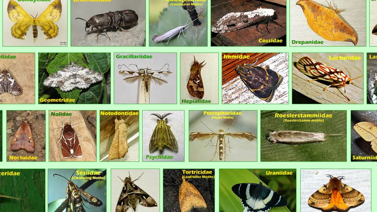 Insecten van Papua