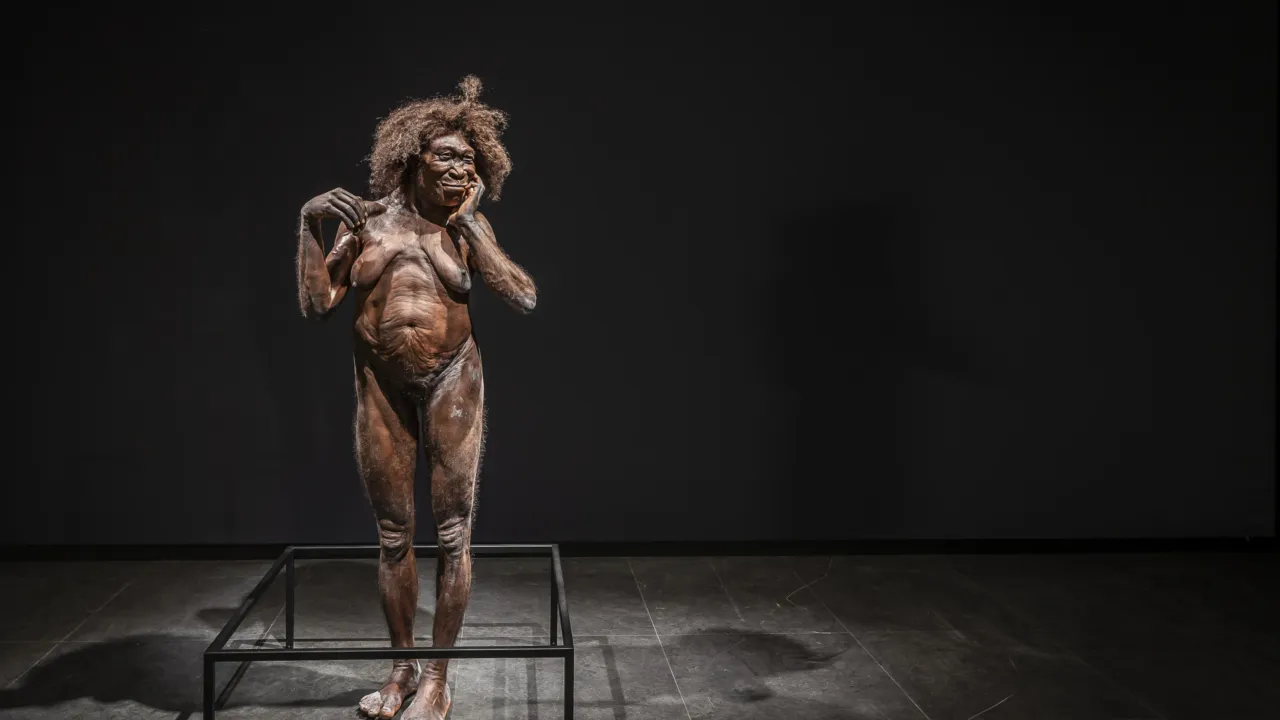 Reconstructie van Homo erectus