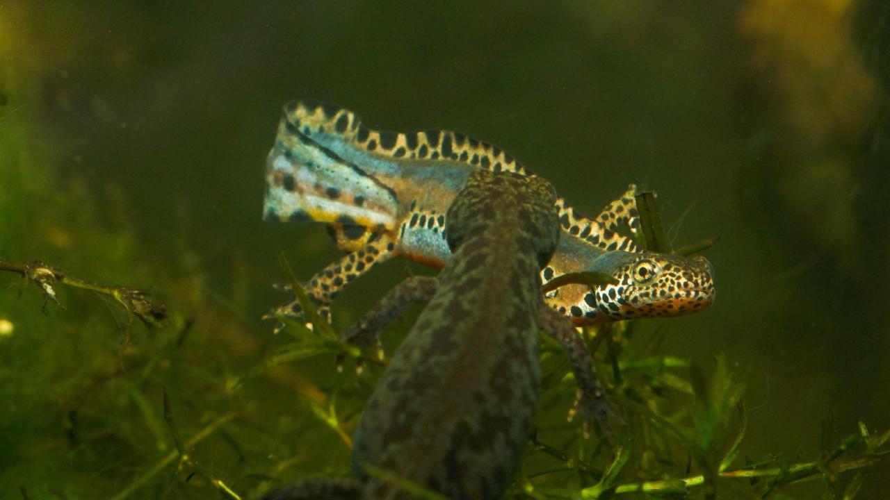 Nog een salamanderfoto, ook van Michael Fahrbach