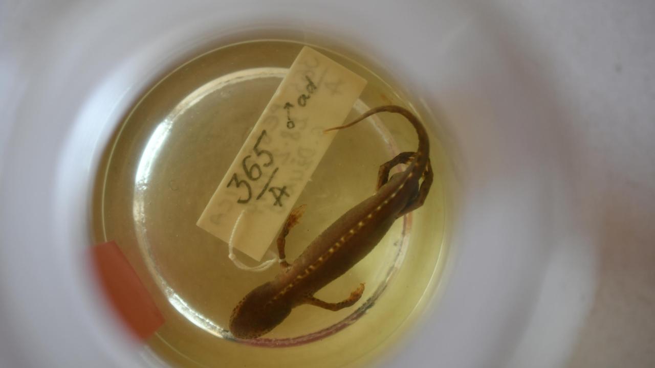 Salamander uit een museumcollectie