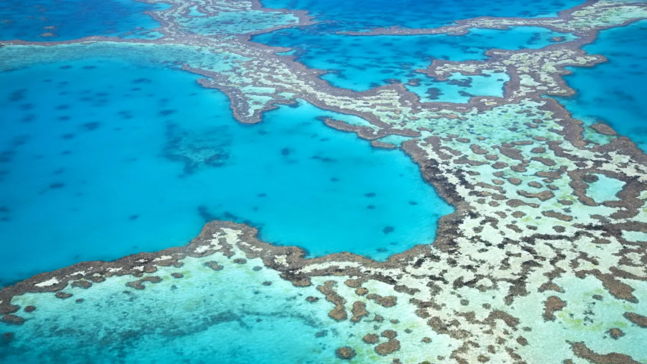 Het Groot Barrièrerif in Australië is het grootste complex van koraalriffen ter wereld. Beeld: M. Evans via Getty Images