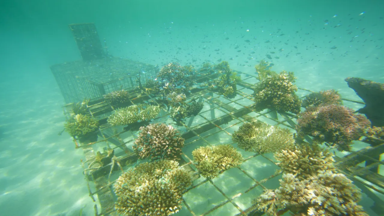Coral farm
