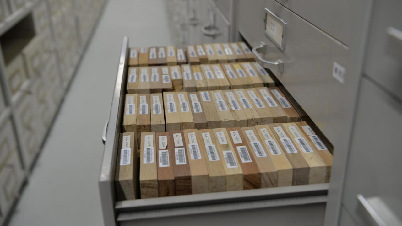 Houtcollectie Naturalis