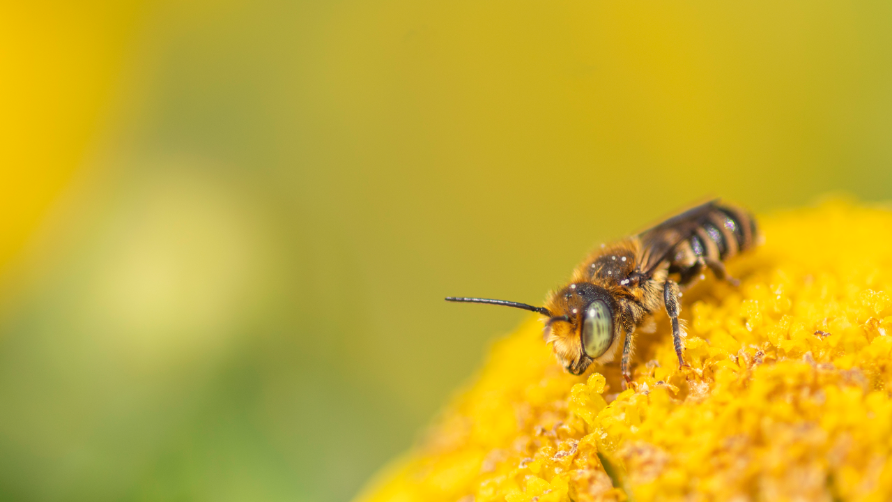 Groefbij: Foto van Marit Moerman 