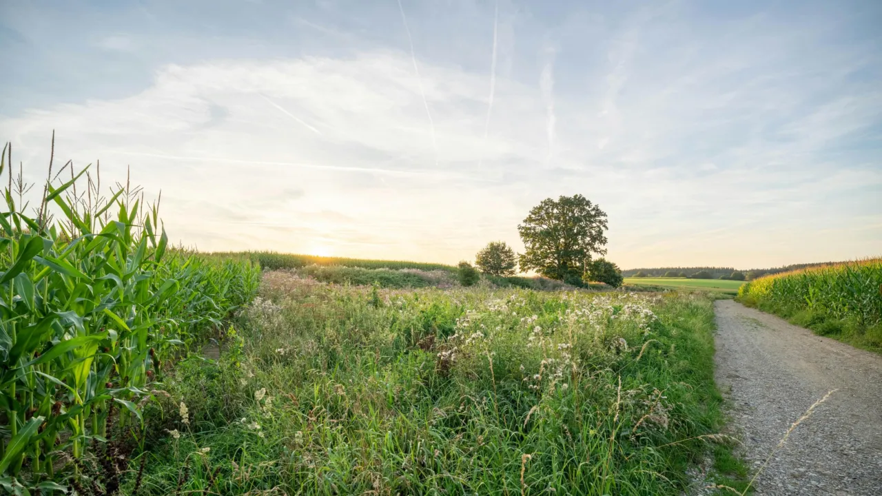 Landschap in Nederland