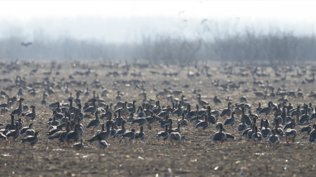 Photo of migratory birds in a field