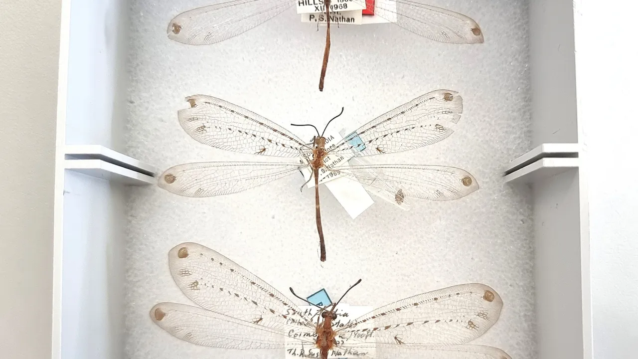 De drie mierenleeuwen exemplaren van Naturalis
