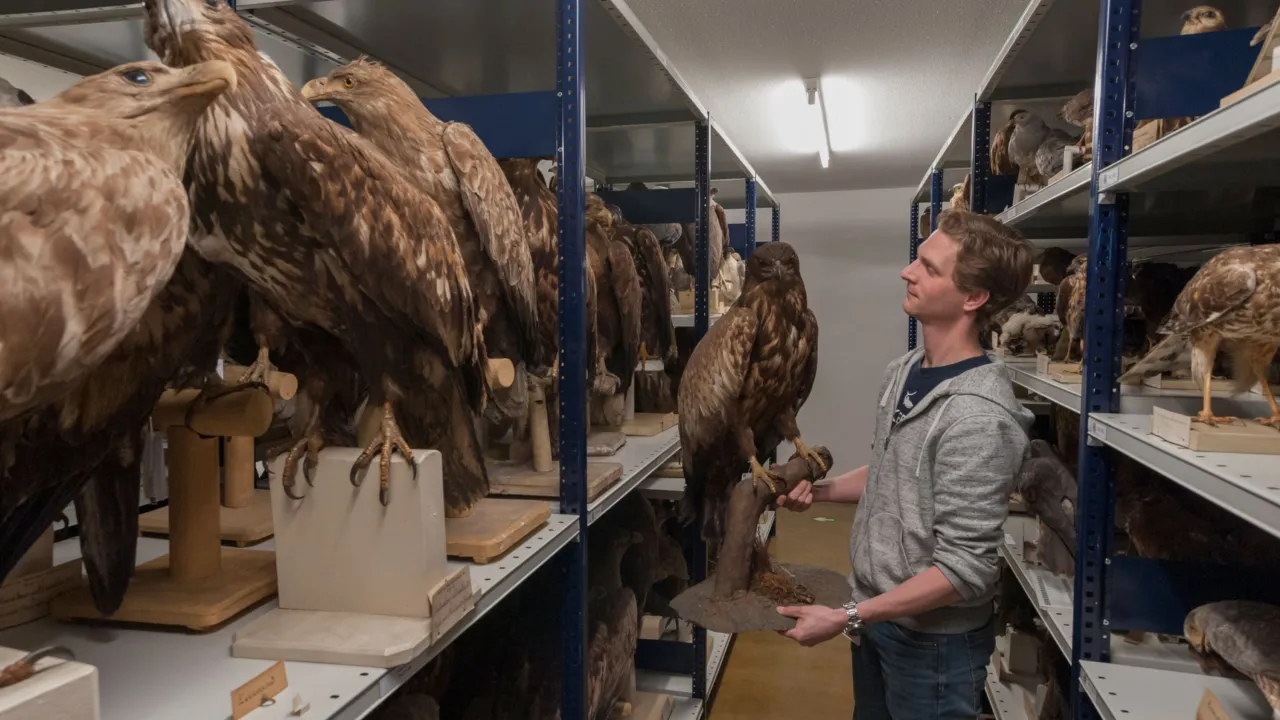 Raptor collection