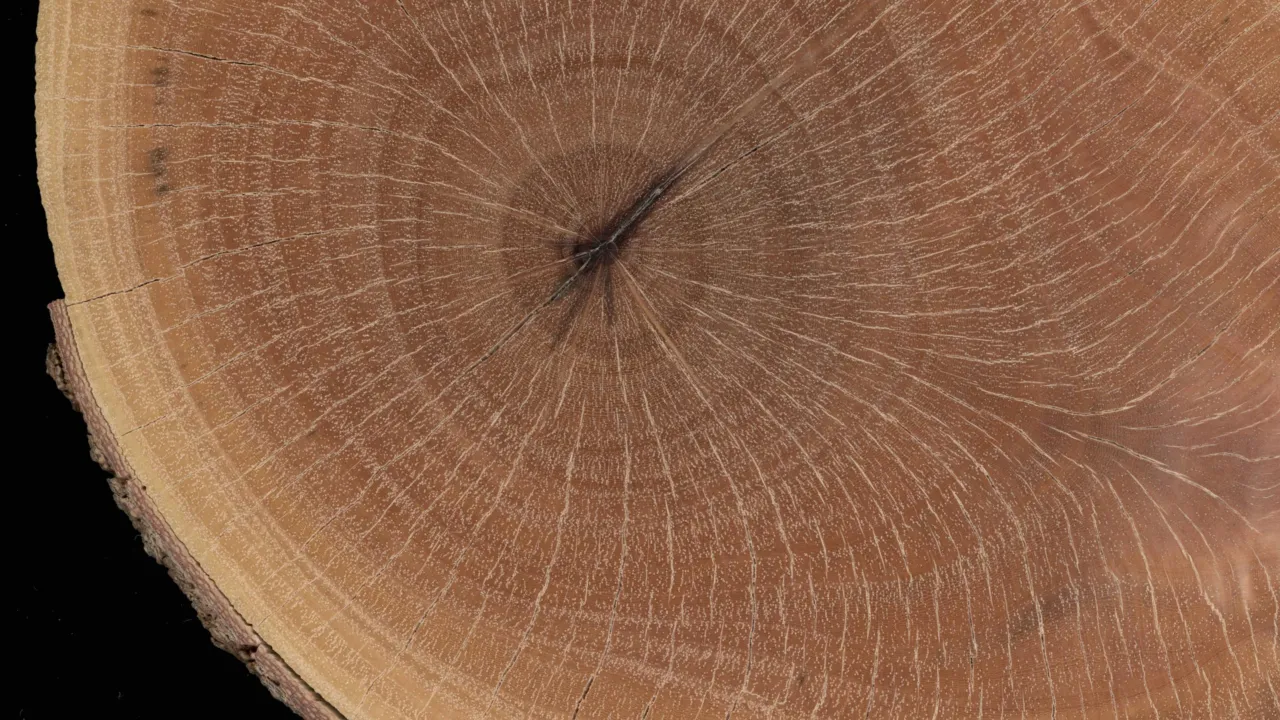 Casuarina