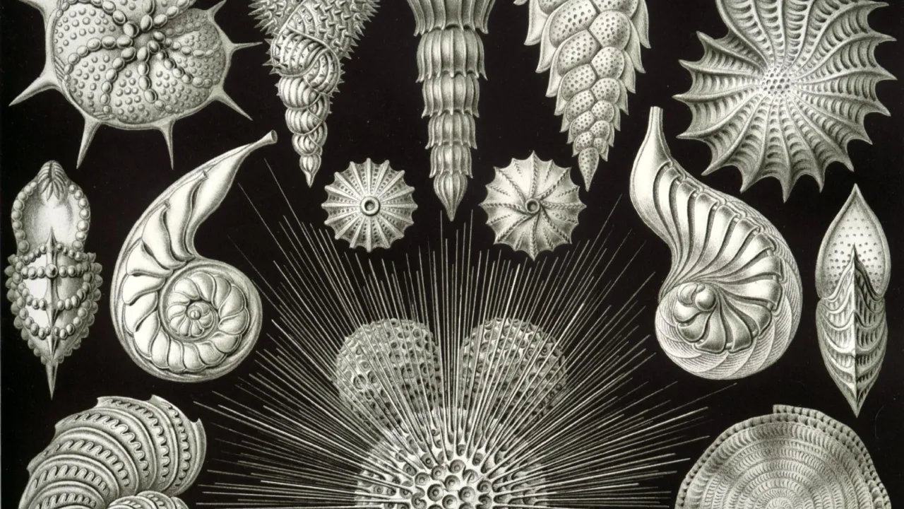 Foram Day Het grote belang van het allerkleinste