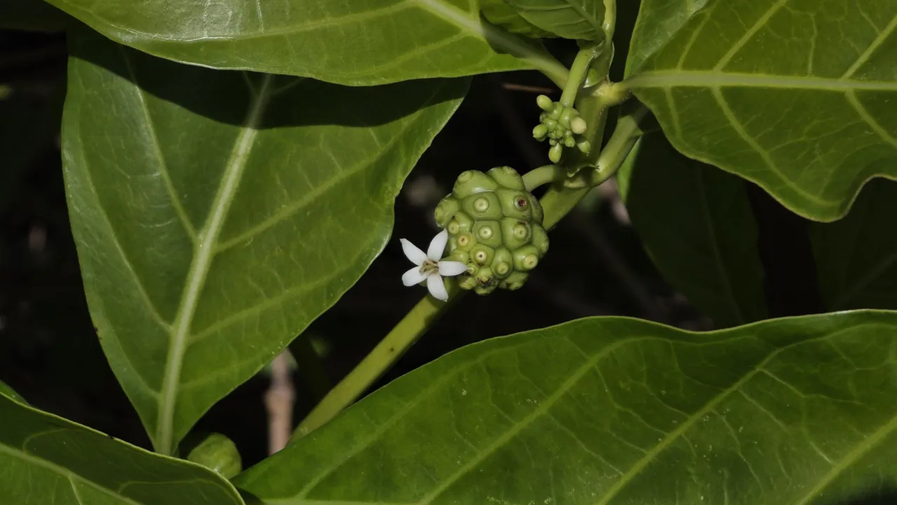 Morinda