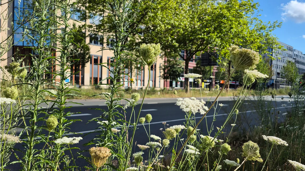 Stadsnatuur