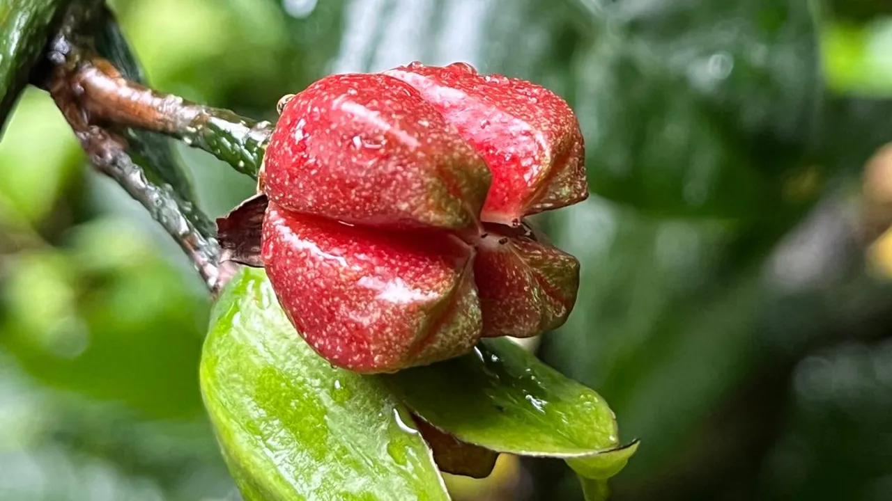 Erythrochiton brasiliensis