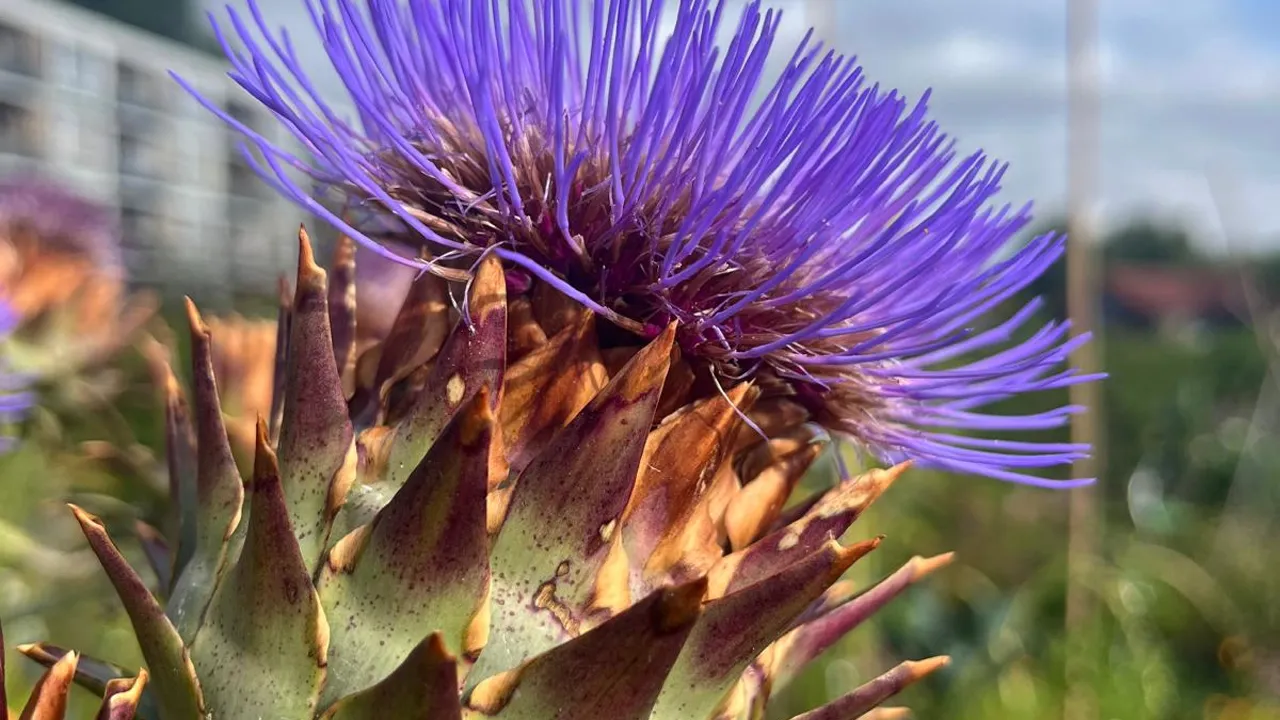artichoke flower