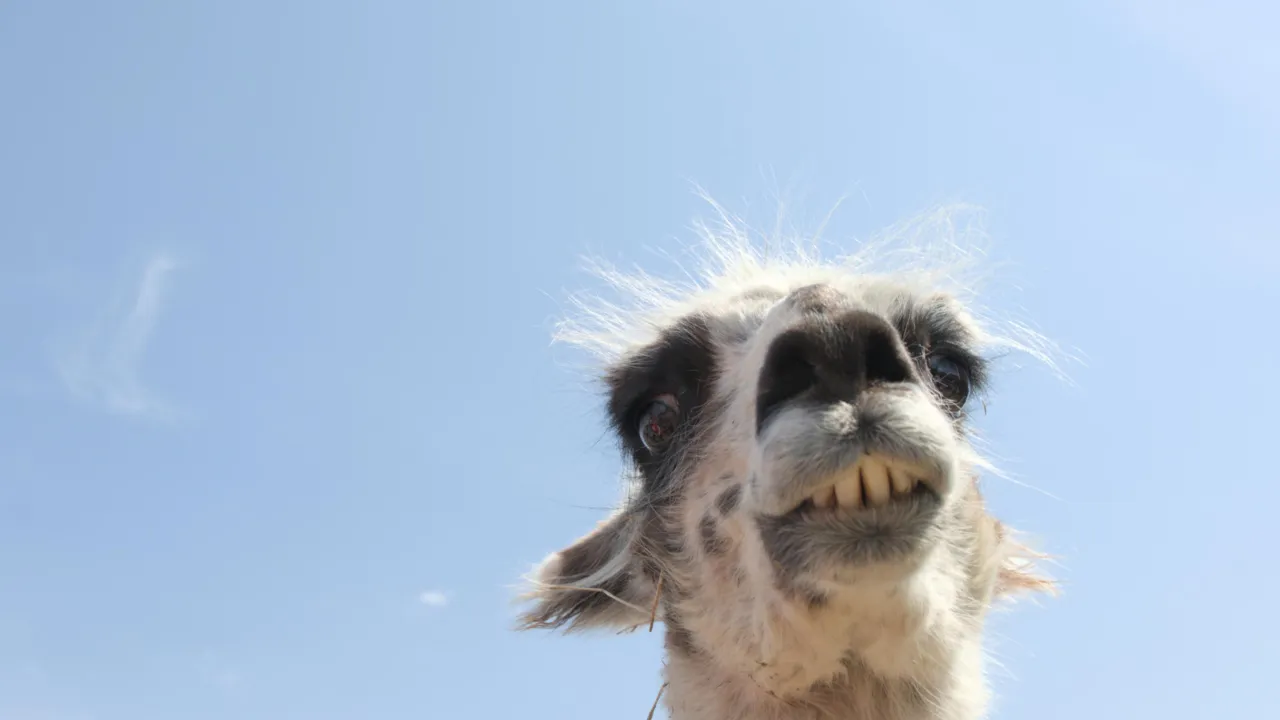 A llama looking at the camera