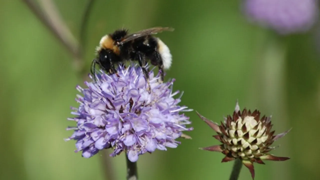 Foto van een hommel