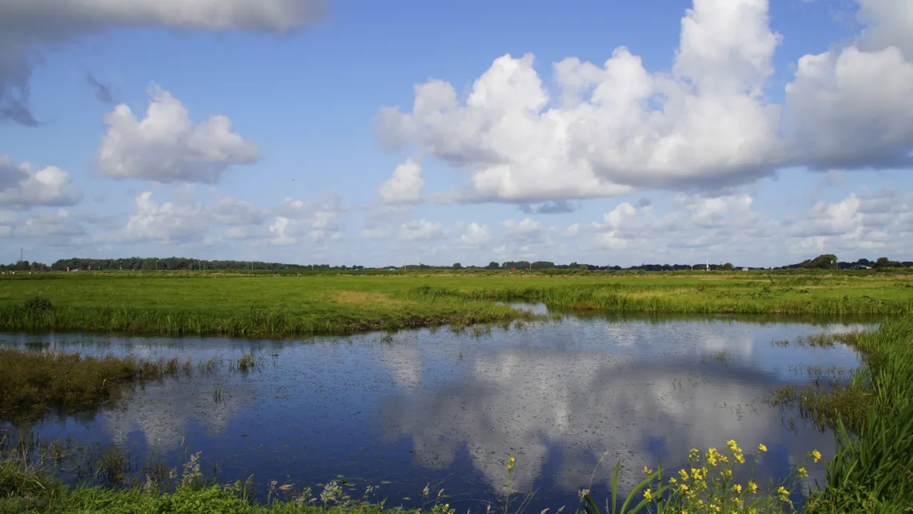landschap