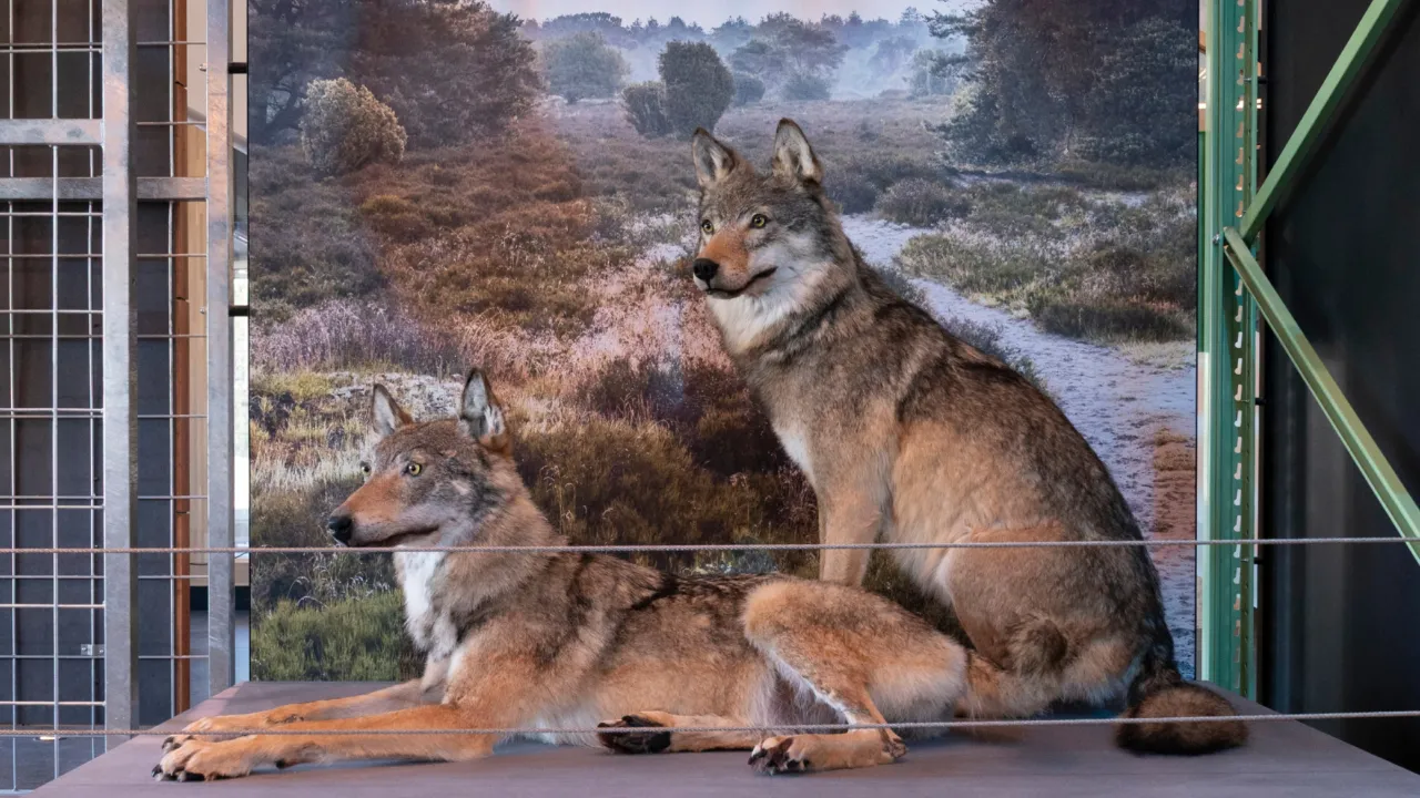 Themadag: Wie is de wolf?
