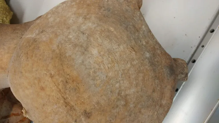 moldy bone