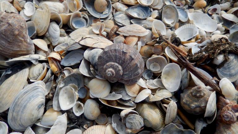 Invasive shells on the Black Sea beach