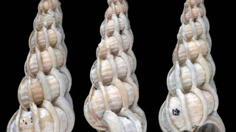 Eitonium similis