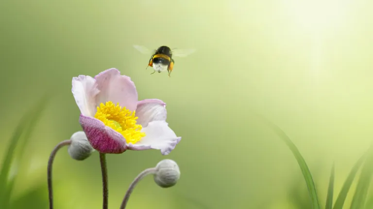 Bloem met veldhommel
