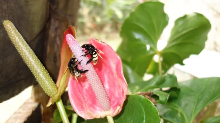 Tropical pollinators