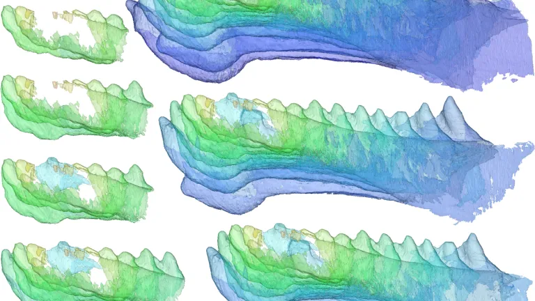 Reconstruction of the development of teeth in the jaw of Compagopiscis.